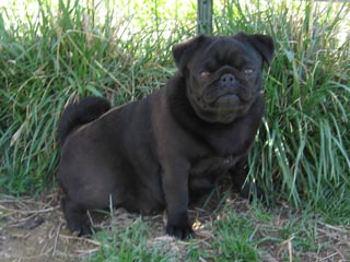 riverhill pugs riverhillpugs 169 2015 puppies available apricot black and fawn akc pug riverhill pugs riverhillpugs 169 2015 puppies available apricot black and fawn akc pug