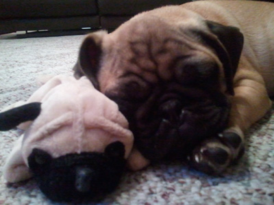 Harley with his Pug toy