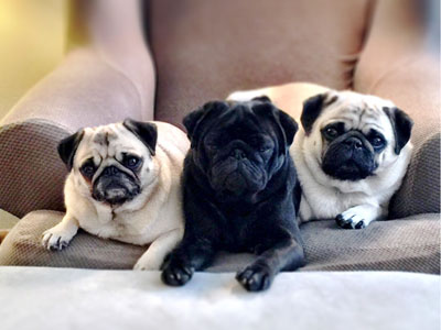 riverhill pugs gallery riverhillpugs 169 2017 apricot black and fawn akc pug puppies for sale riverhill pugs gallery riverhillpugs 169 2017 apricot black and fawn akc pug puppies for sale