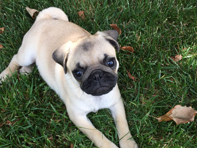 riverhill pugs gallery riverhillpugs 169 2017 apricot black and fawn akc pug puppies for sale riverhill pugs gallery riverhillpugs 169 2017 apricot black and fawn akc pug puppies for sale