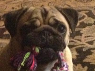 riverhill pugs gallery riverhillpugs 169 2017 apricot black and fawn akc pug puppies for sale riverhill pugs gallery riverhillpugs 169 2017 apricot black and fawn akc pug puppies for sale