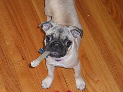 riverhill pugs gallery riverhillpugs 169 2017 apricot black and fawn akc pug puppies for sale riverhill pugs gallery riverhillpugs 169 2017 apricot black and fawn akc pug puppies for sale