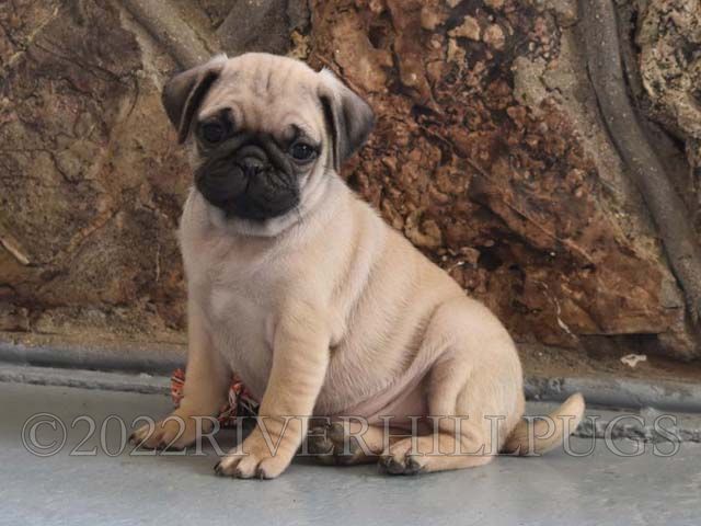 riverhill pugs riverhillpugs 169 2015 puppies available apricot black and fawn akc pug riverhill pugs riverhillpugs 169 2015 puppies available apricot black and fawn akc pug