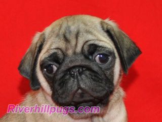 riverhill pugs riverhillpugs 169 2015 puppies available apricot black and fawn akc pug riverhill pugs riverhillpugs 169 2015 puppies available apricot black and fawn akc pug