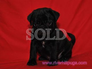 riverhill pugs riverhillpugs 169 2016 puppies available apricot black and fawn akc pug riverhill pugs riverhillpugs 169 2016 puppies available apricot black and fawn akc pug