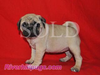 riverhill pugs riverhillpugs 169 2015 puppies available apricot black and fawn akc pug riverhill pugs riverhillpugs 169 2015 puppies available apricot black and fawn akc pug